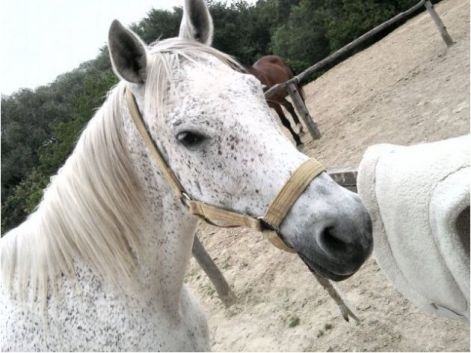 ez egy shagya arabian paci
